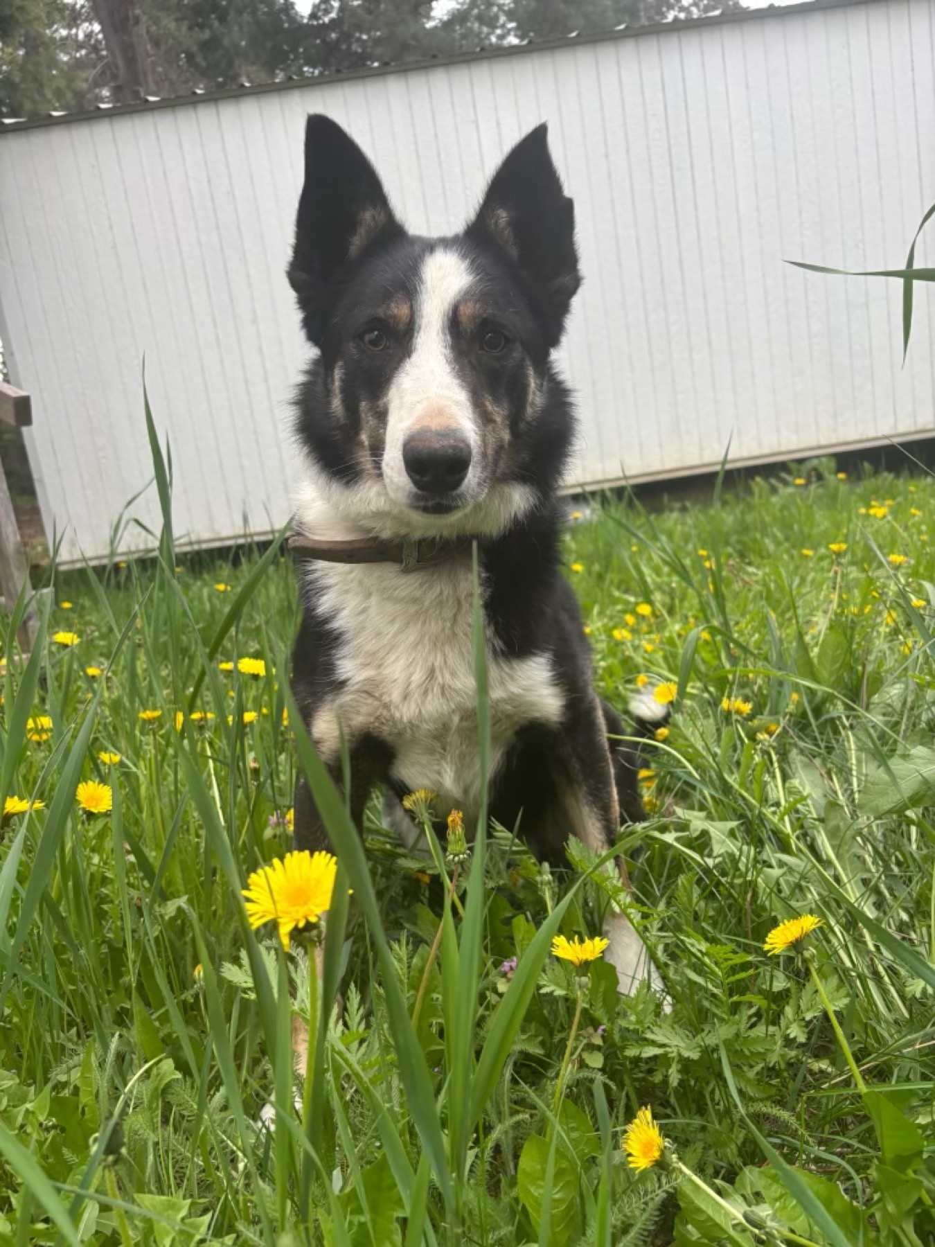 Razor at Zoya Farm
