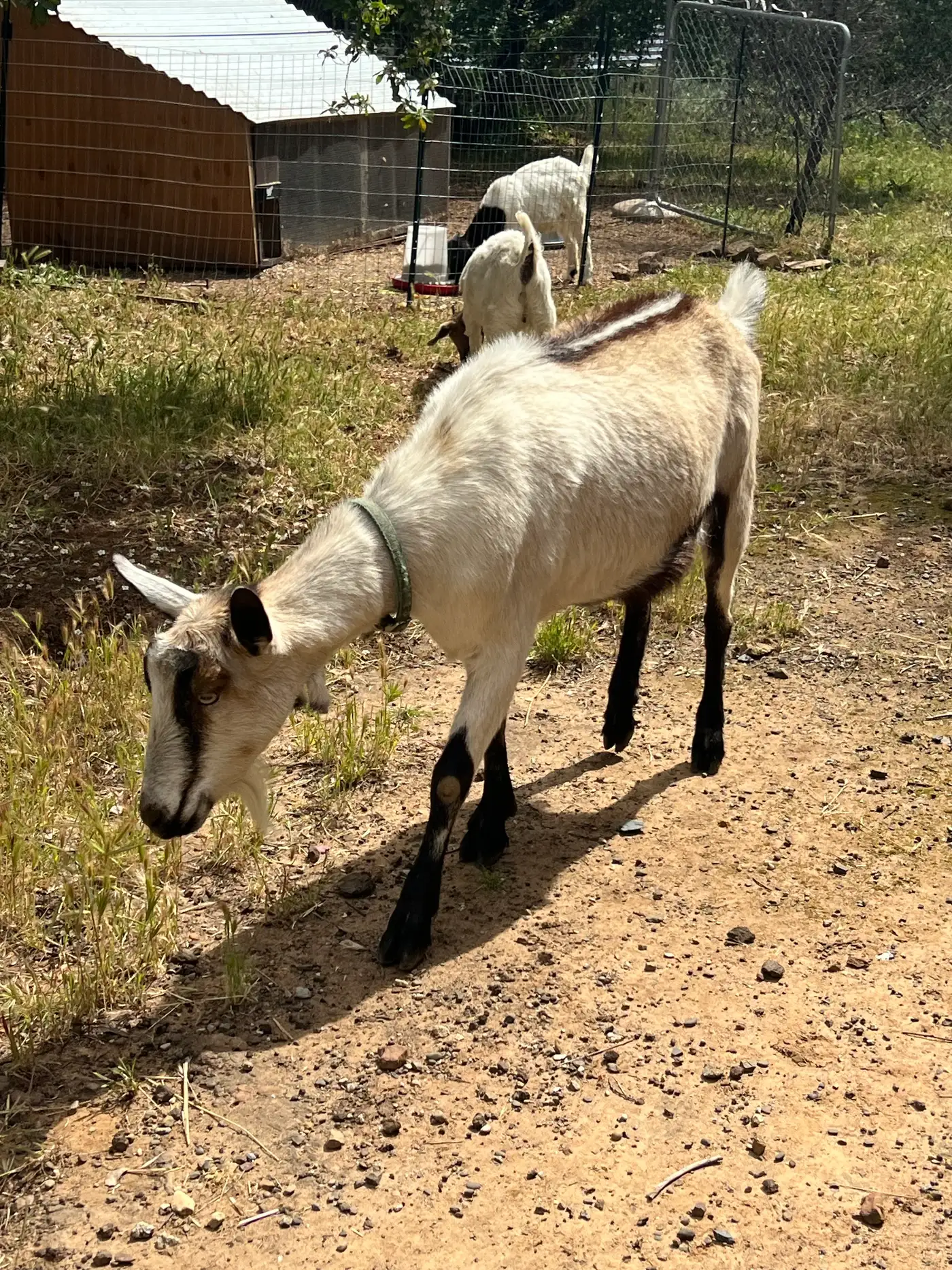 Alpine goats at Zoya Farm in North Idaho