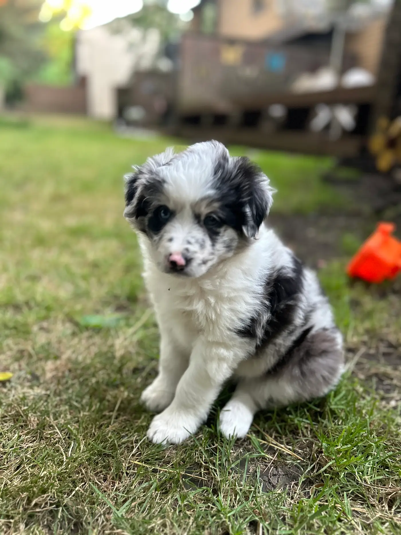 Border Collie at Zoya Farm in Sandpoint Idaho