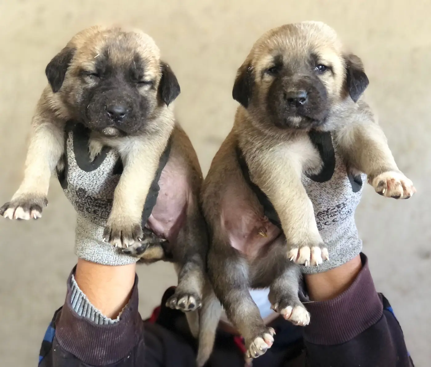 Kangal livestock guardian dog at Zoya Farm