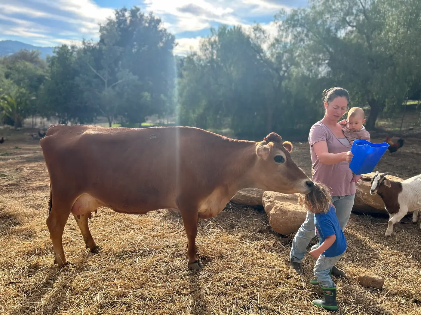 Registered Mini Jersey cow at Zoya Farm in Idaho