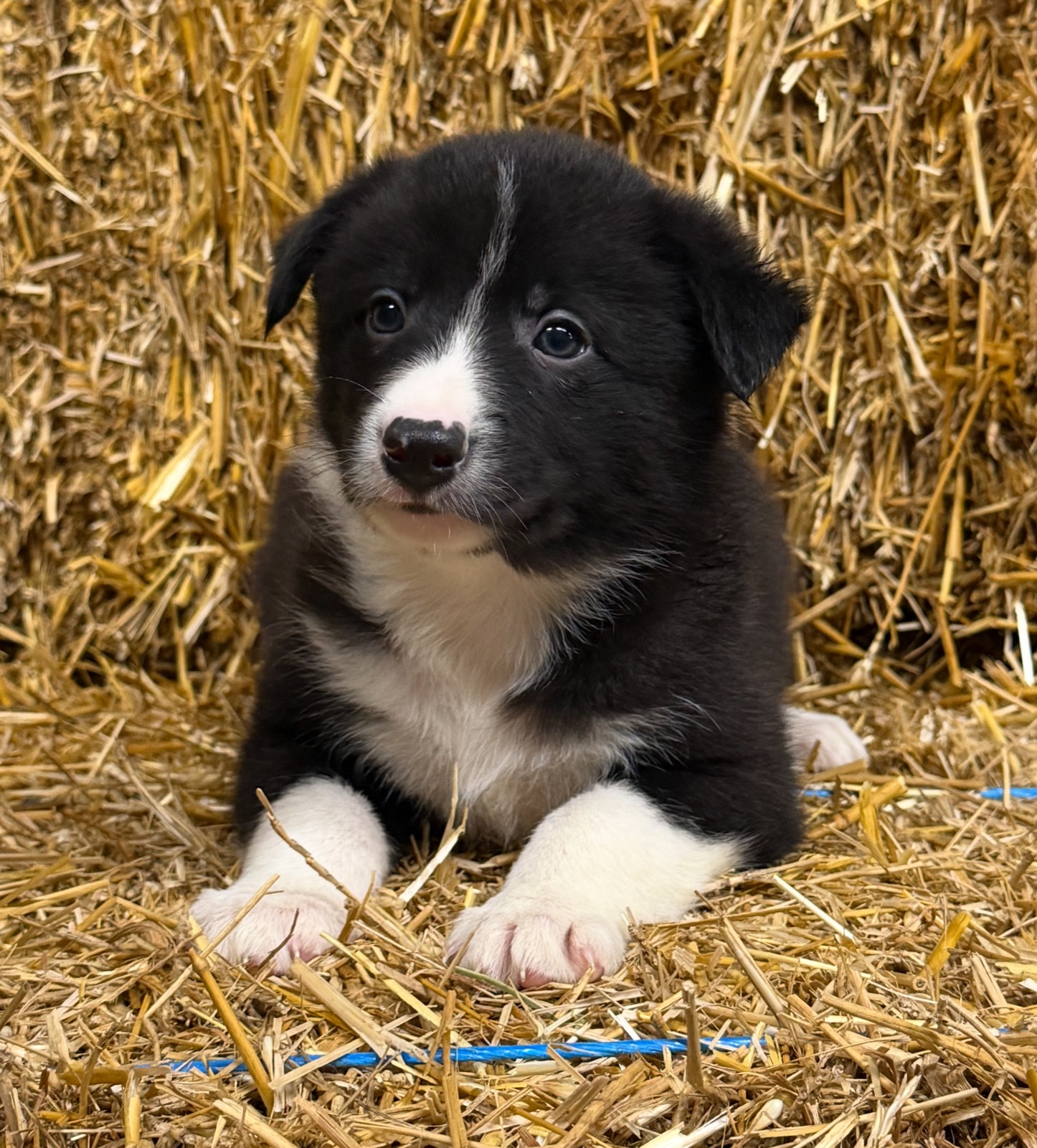 Black and white male Border Collie puppy from Luna and Razor at Zoya Farm