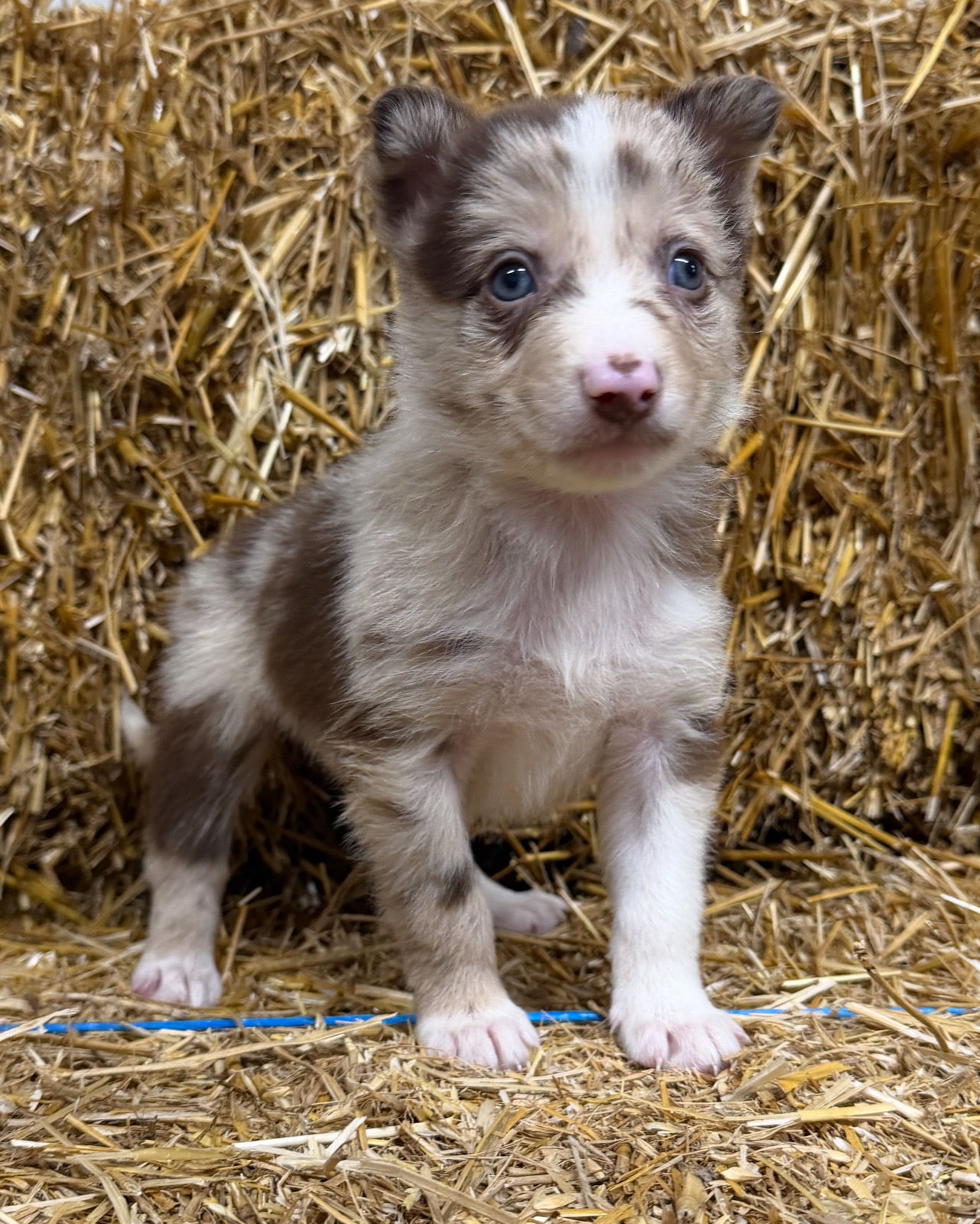 Red merle male Border Collie puppy from Luna and Razor at Zoya Farm