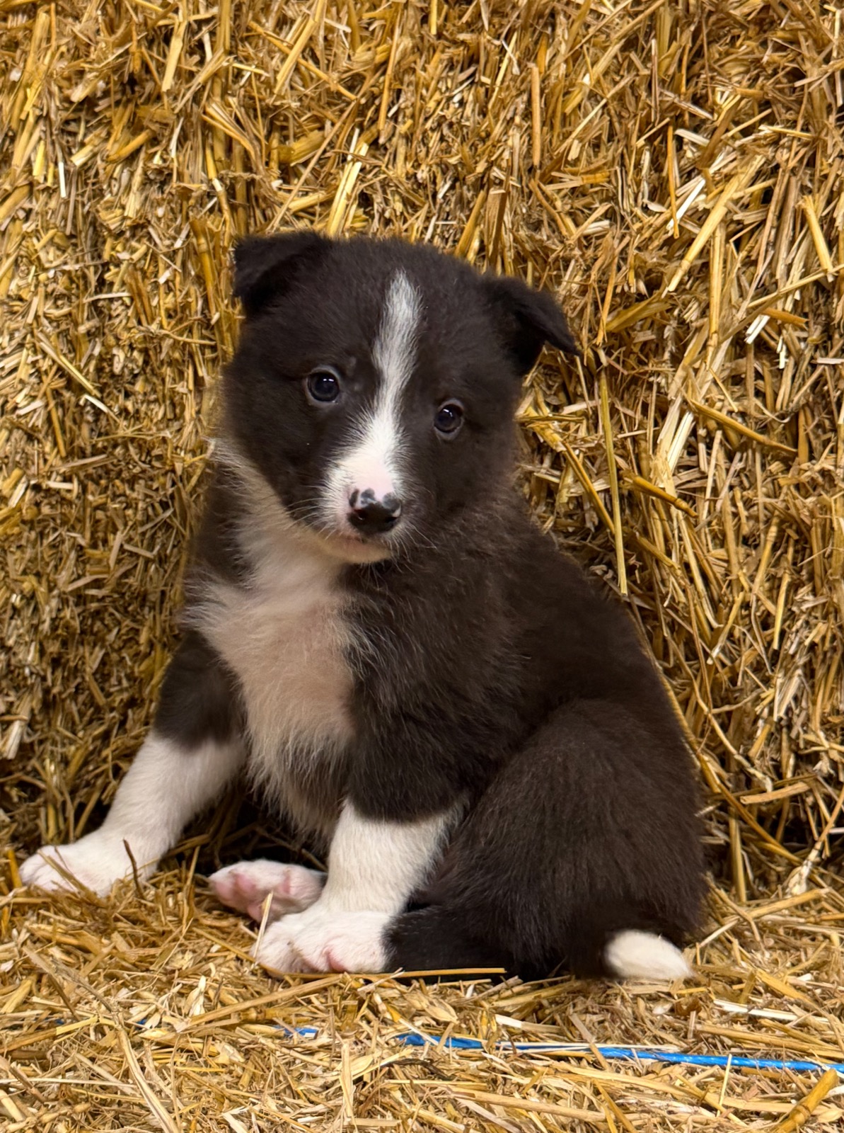 Dark brown and white male Border Collie puppy from Luna and Razor at Zoya Farm