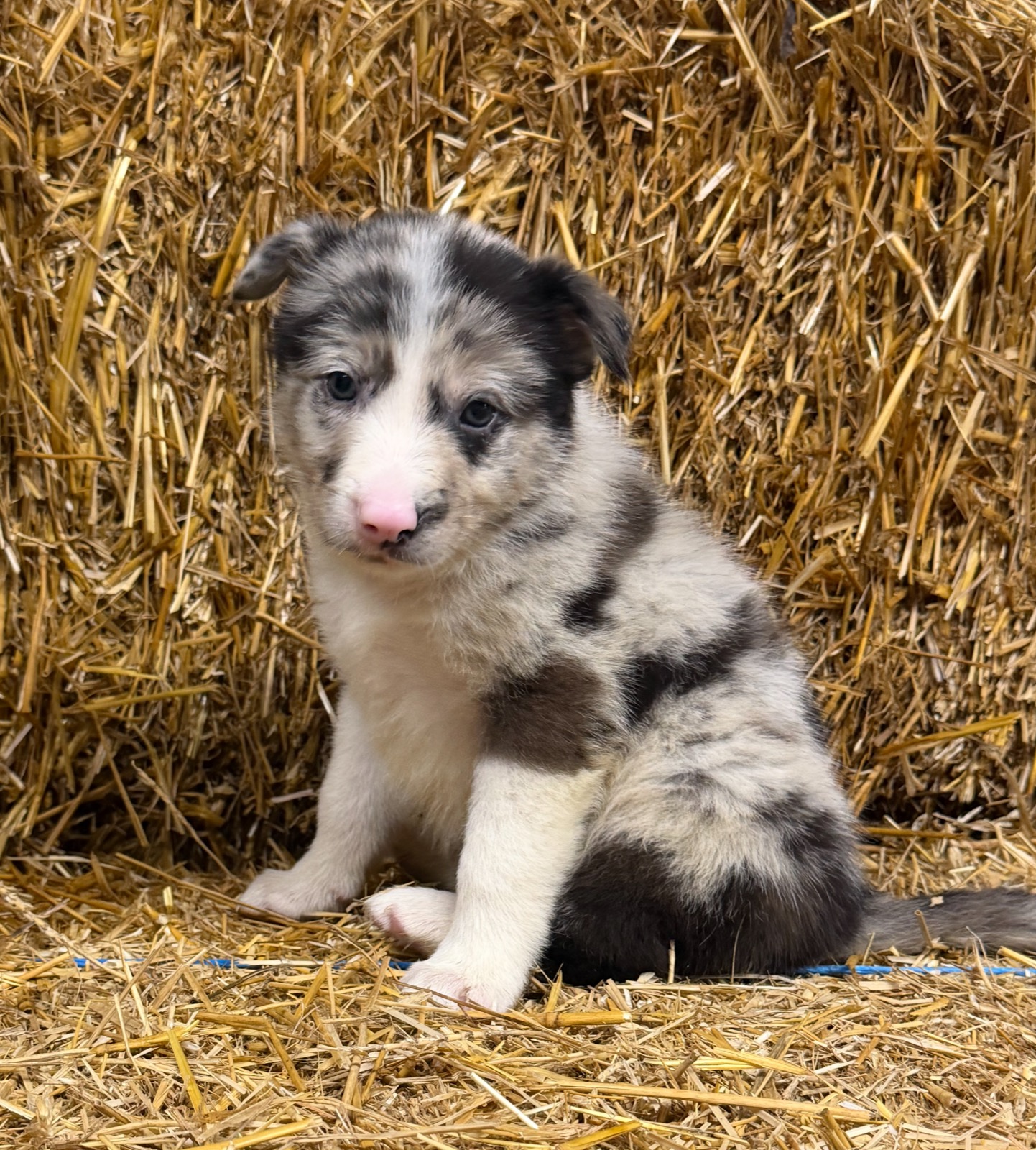 Blue merle male Border Collie puppy from Luna and Razor at Zoya Farm