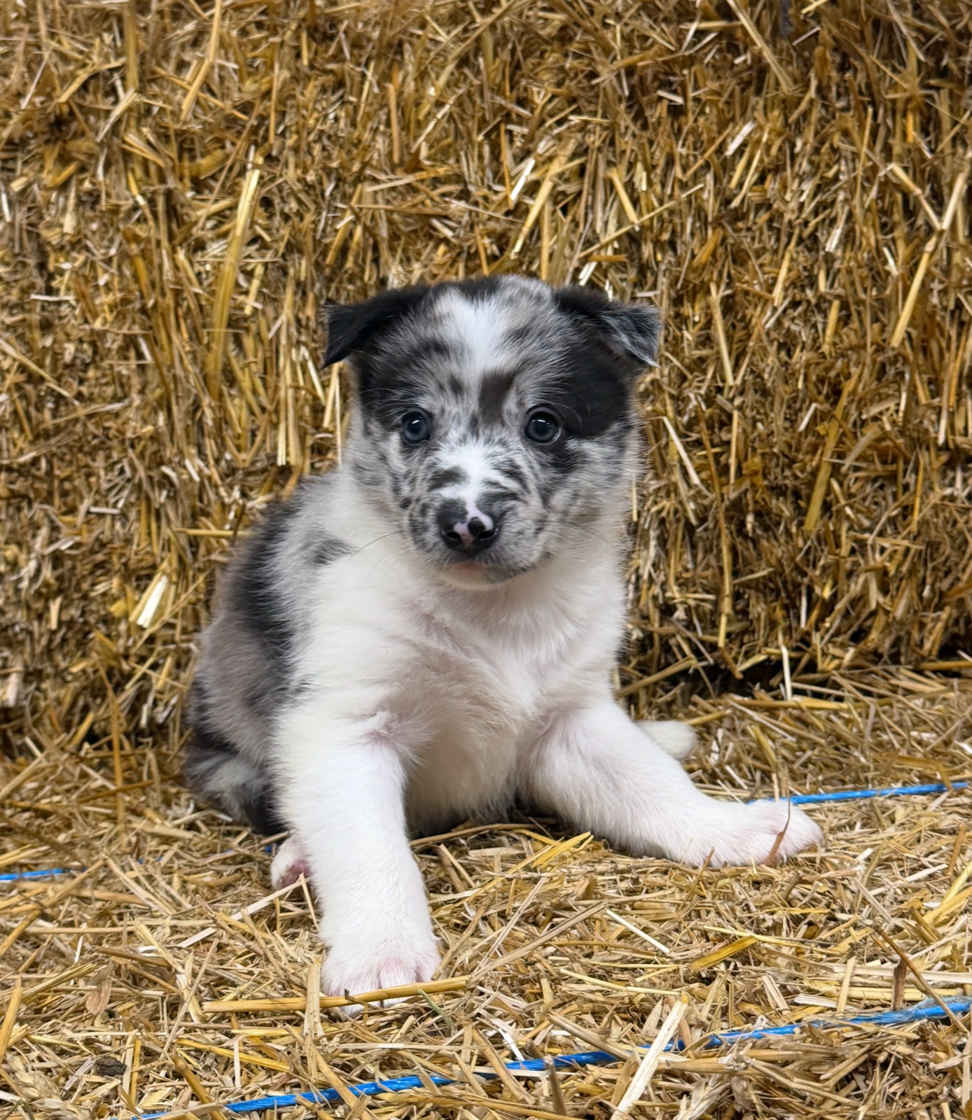 Blue merle male Border Collie puppy from Luna and Razor at Zoya Farm
