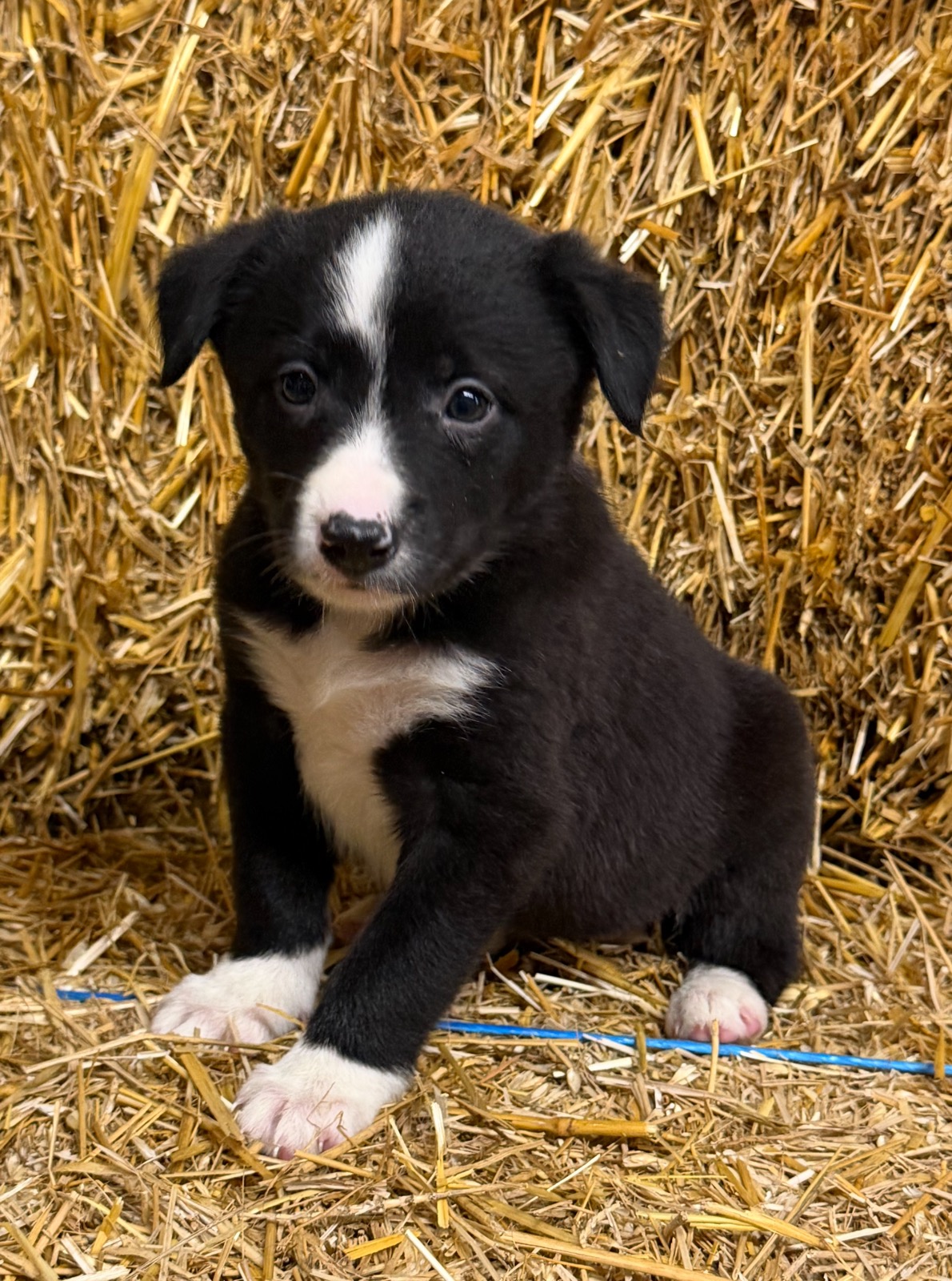 Black and white female Border Collie puppy from Luna and Razor at Zoya Farm