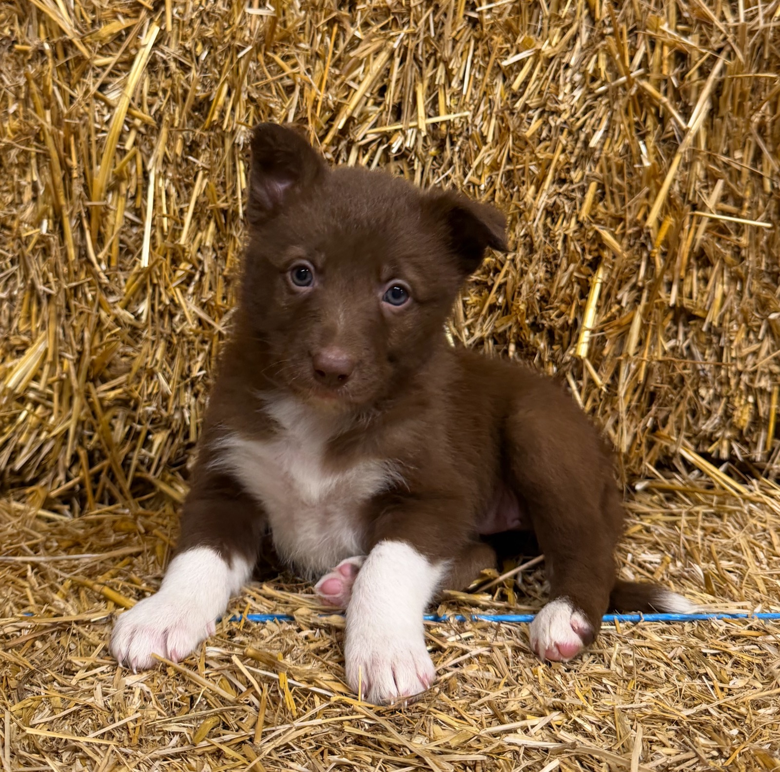 Red female Border Collie puppy from Luna and Razor at Zoya Farm